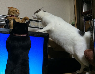 ���J�E�Ƃ��E�̂�